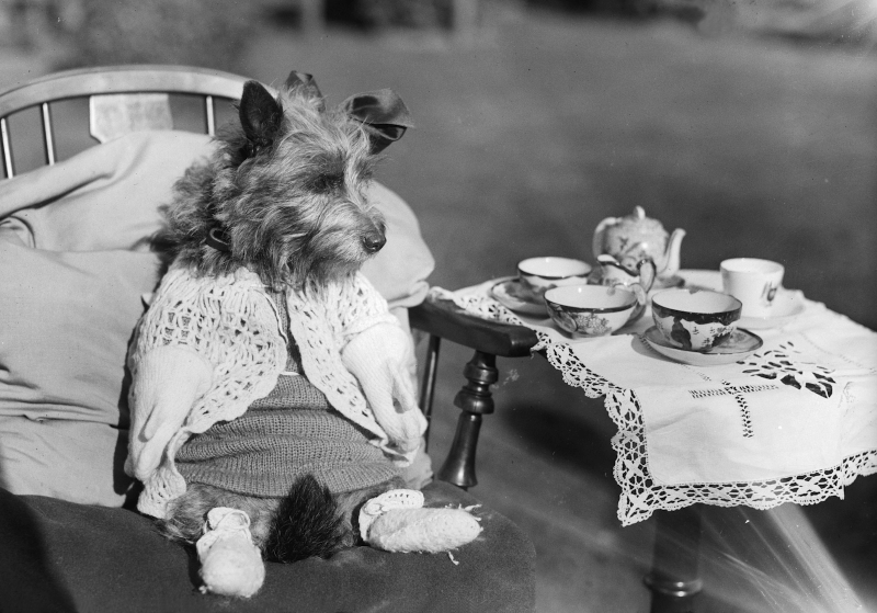 Illustration for article titled Even In The 1900s, Humans Were Obsessed With Photos Of Dogs In Clothes